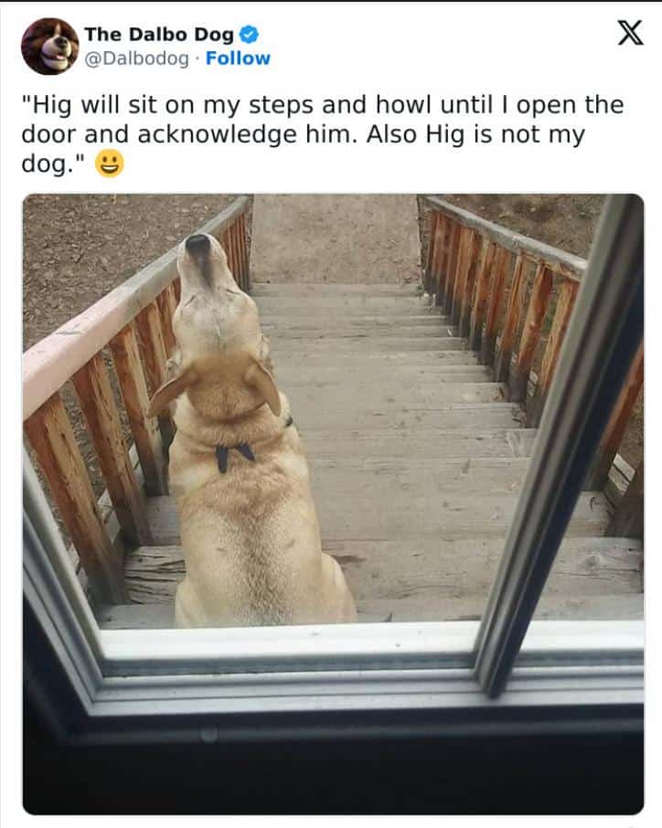 #4 When dog logic makes perfect sense to exactly one dog