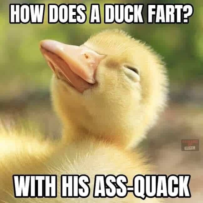 #8 Oldie But Goldie 🐤💨