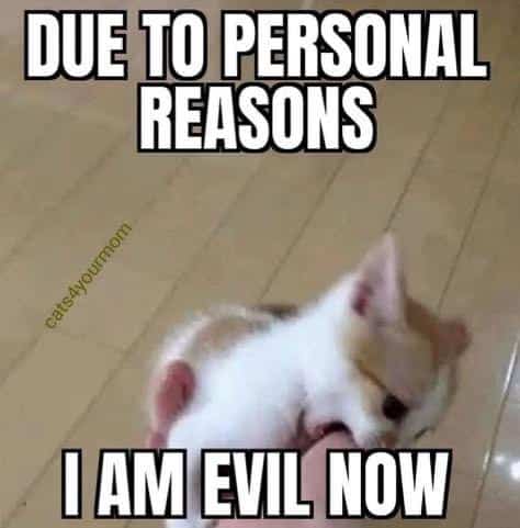 #11 Kittens Wake Up And Choose Violence