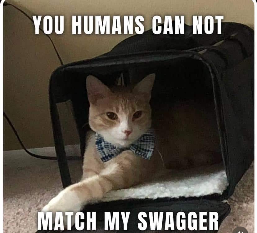 #18 When cat logic takes over the entire room