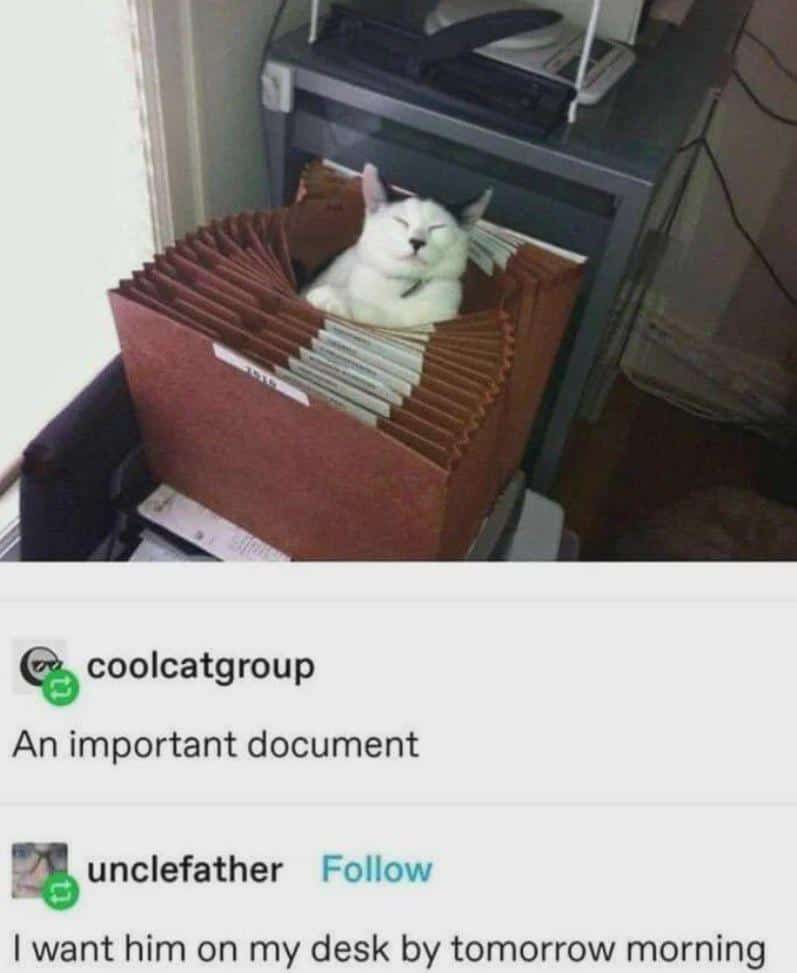 #19 A Very Important Document