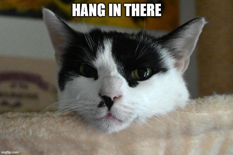 #22 Hang In There
