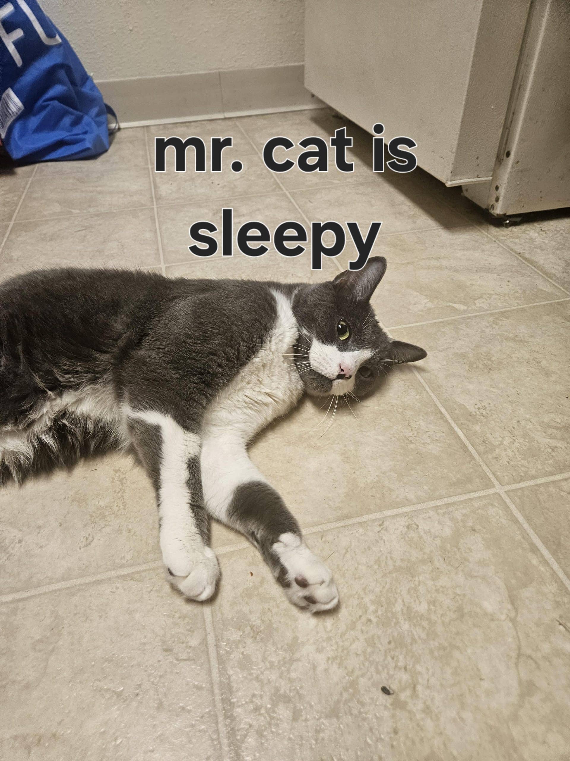 #23 When the cat finds the best spot and refuses to move