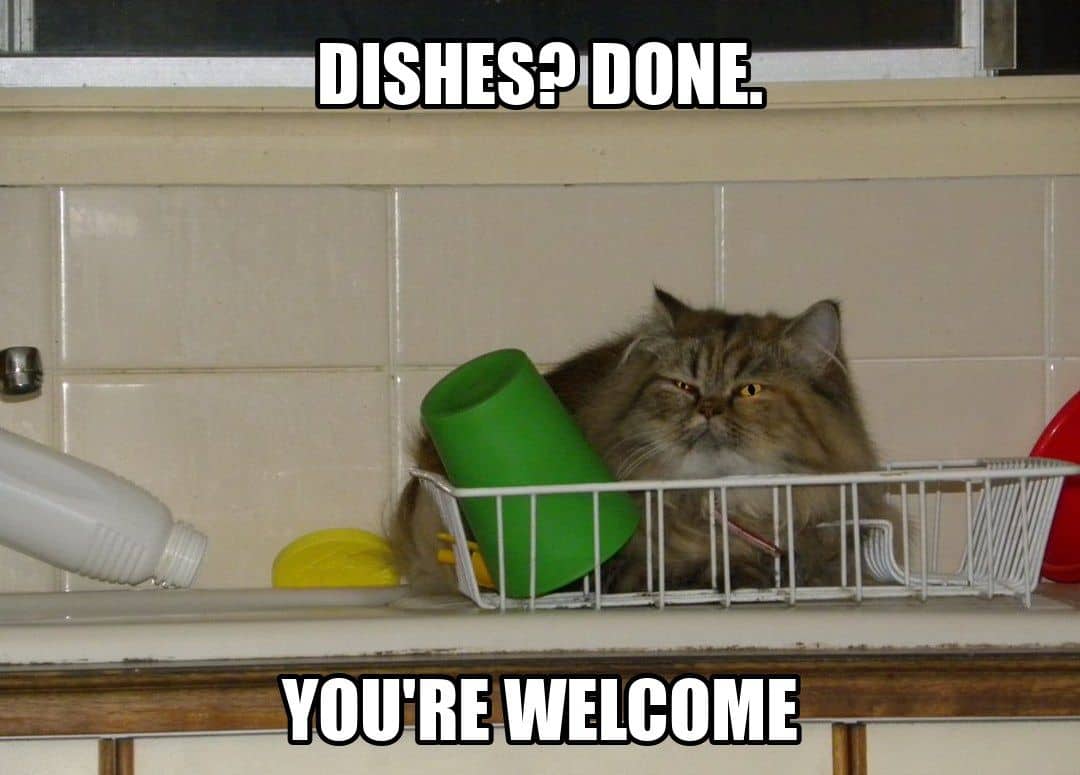 funny animal meme - dishes done you're welcome