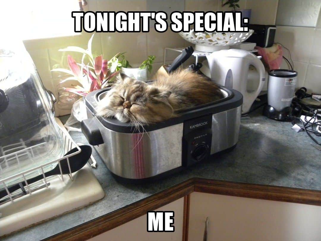 funny animal meme - tonight's special: me