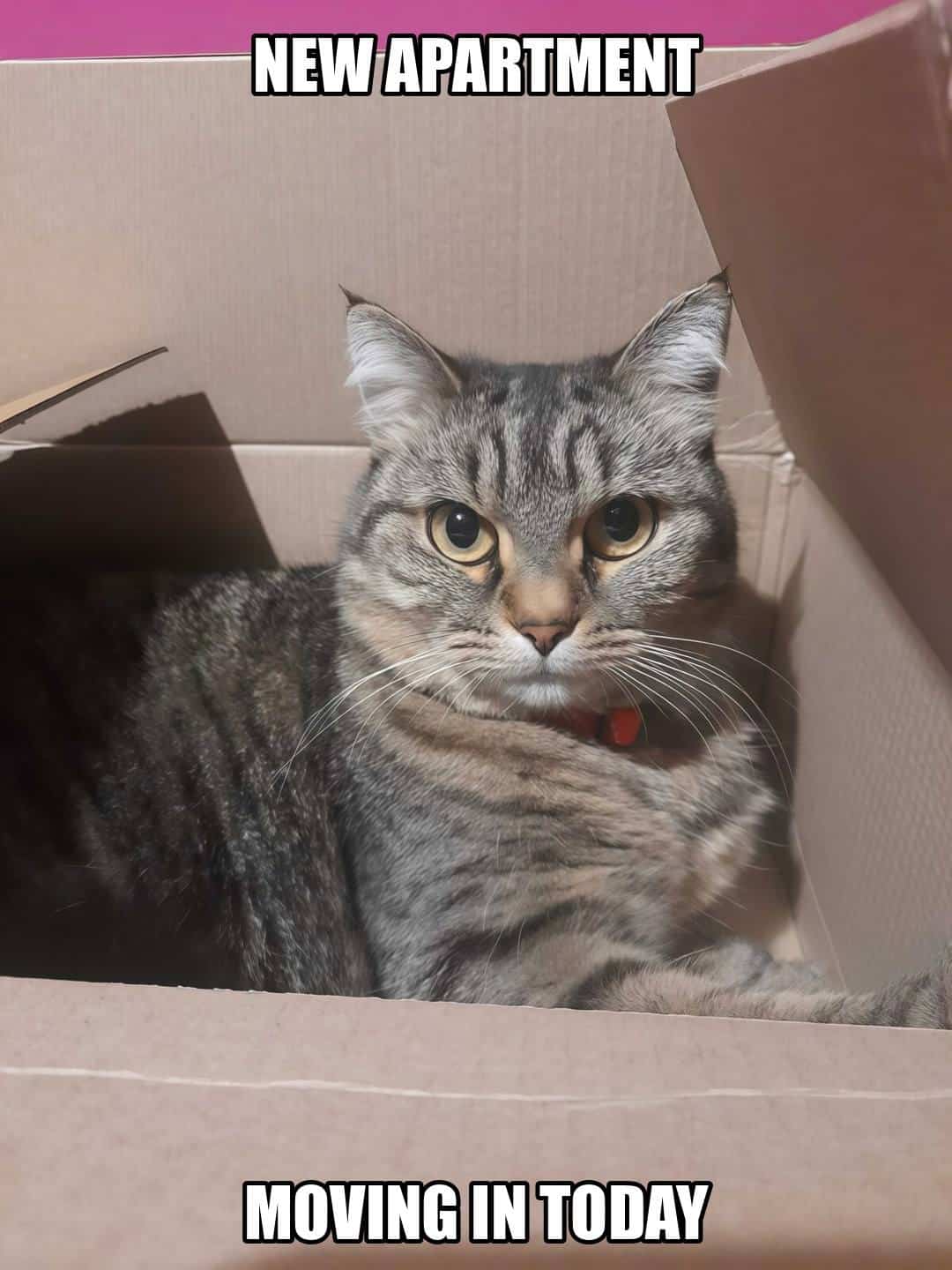 funny animal meme - new apartment moving in today