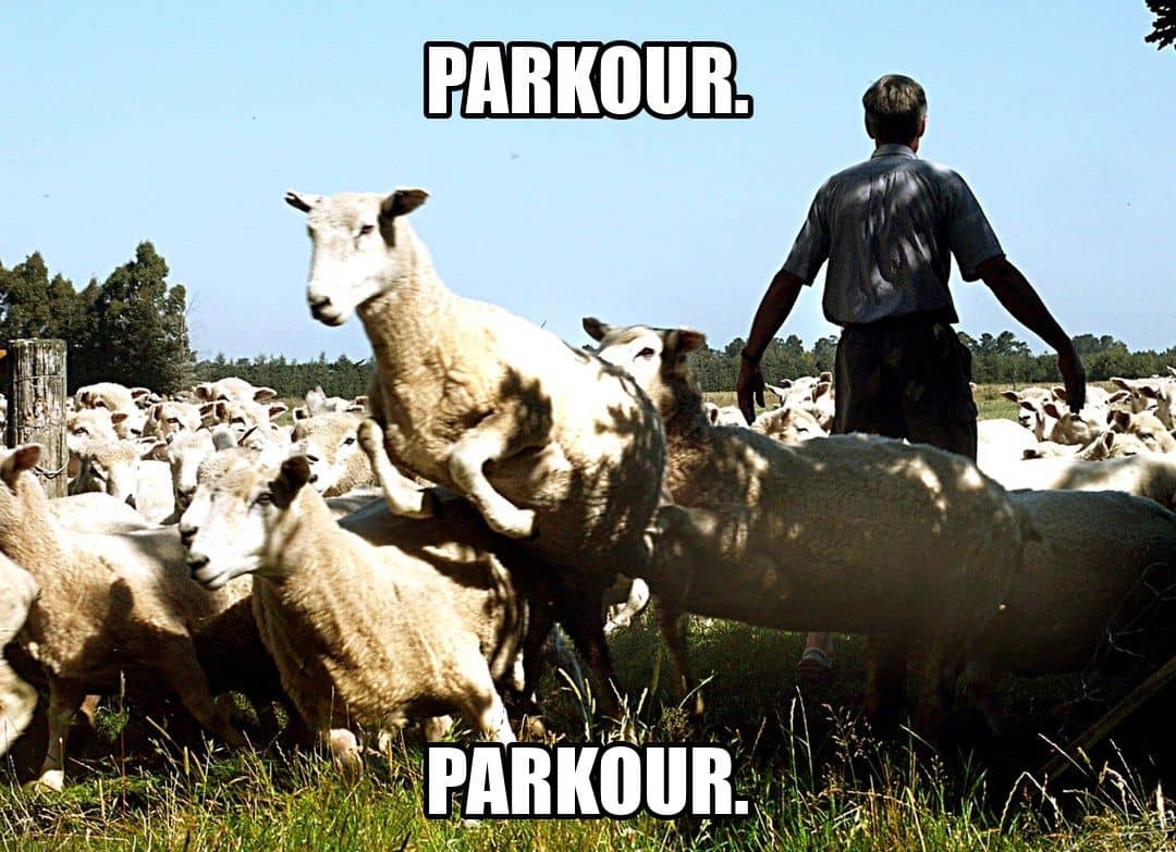 funny animal meme - parkour sheep
