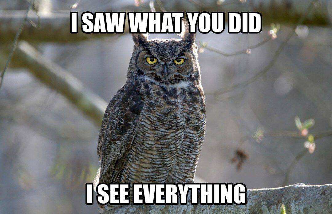 funny animal meme - i saw what you did i see everything