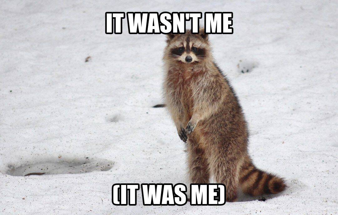 funny animal meme - it wasn't me raccoon