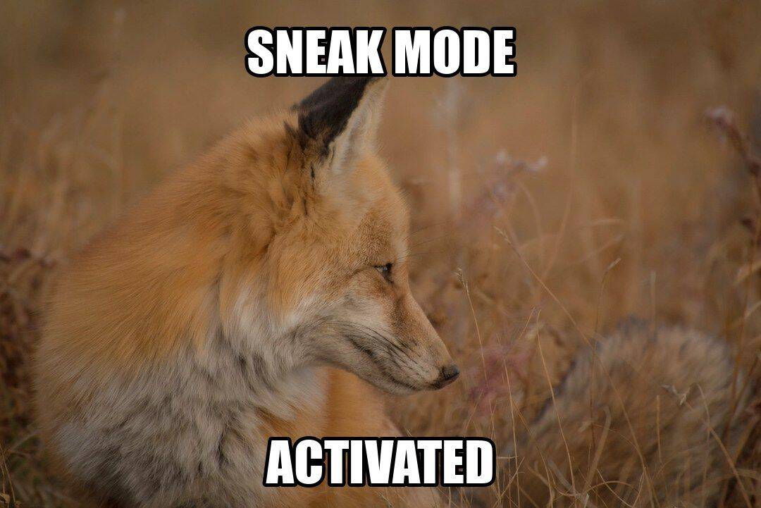 funny animal meme - sneak mode activated fox