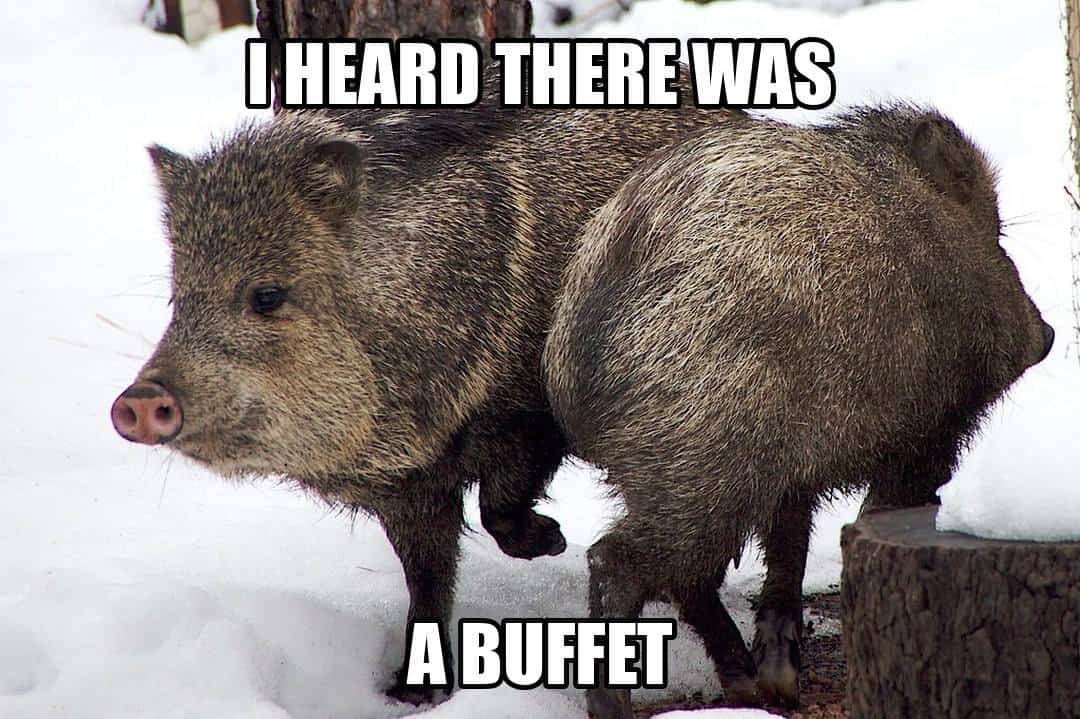 funny animal meme - i heard there was a buffet