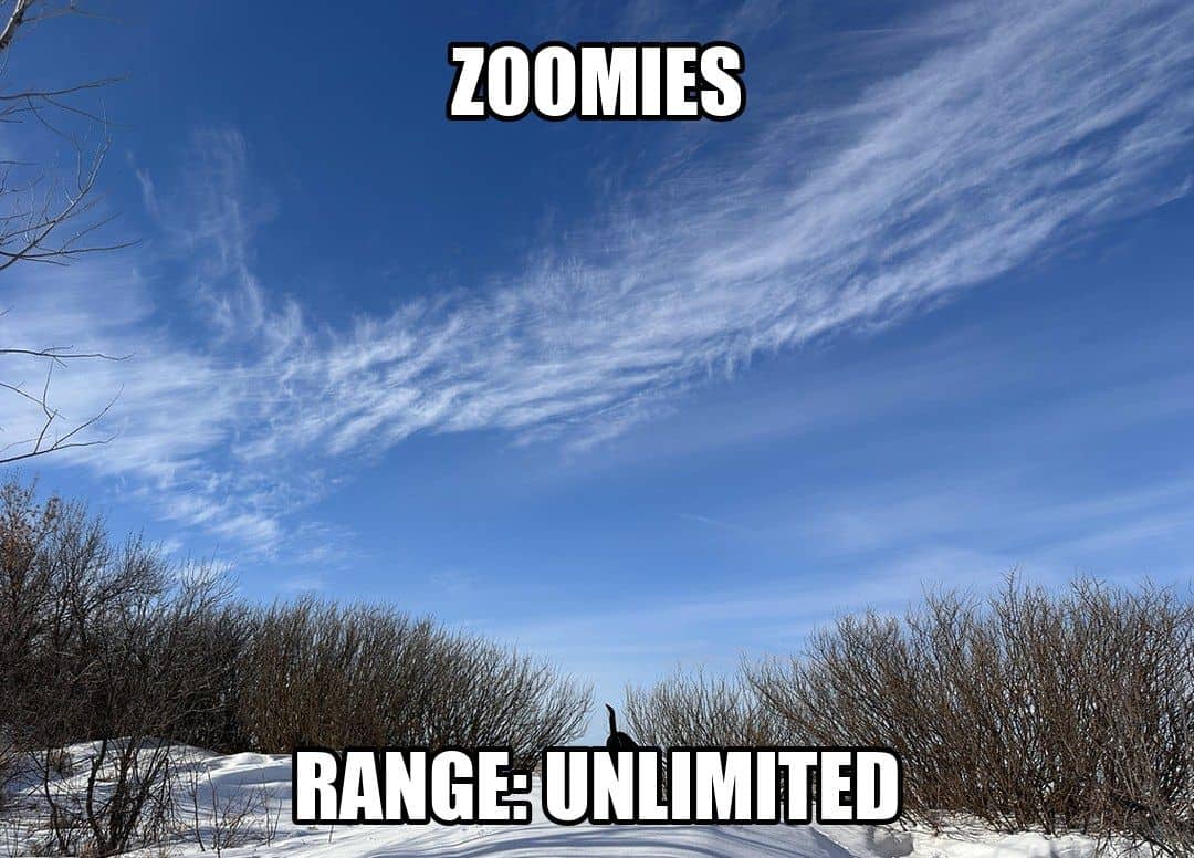 funny animal meme - zoomies range unlimited