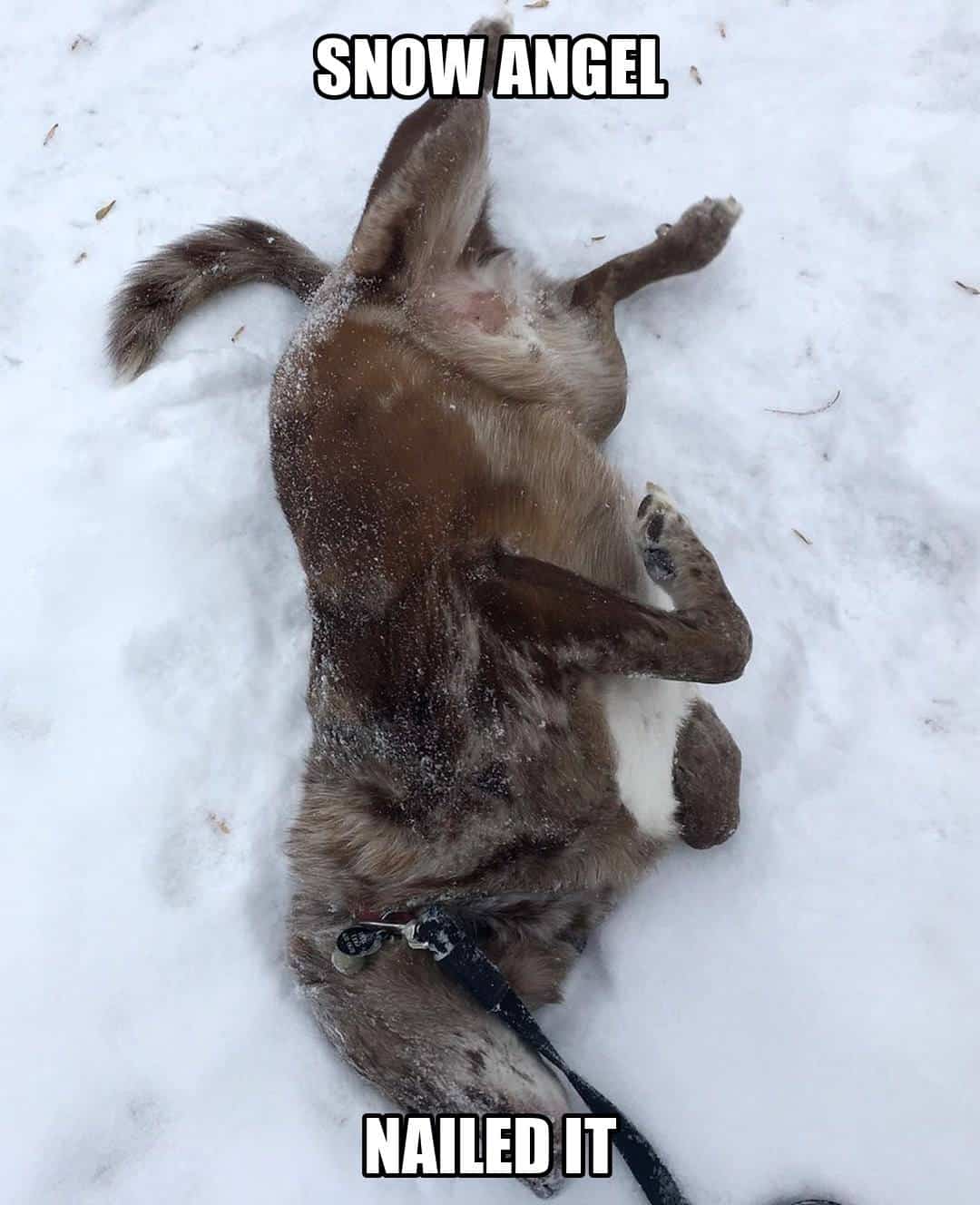 funny animal meme - snow angel nailed it