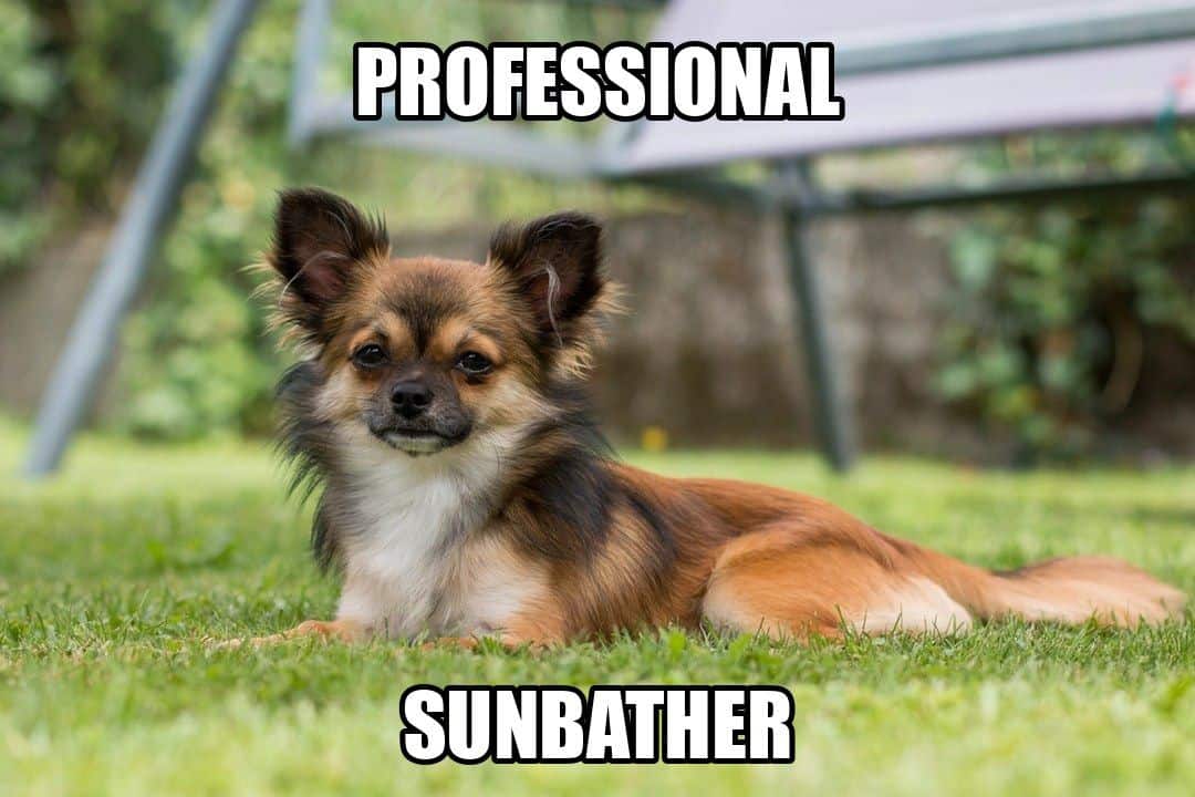 funny animal meme - professional sunbather