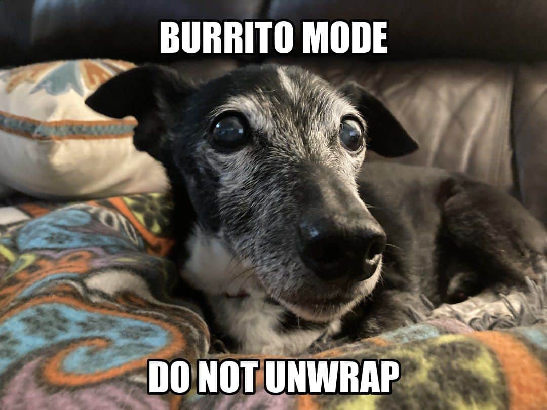 funny animal meme - burrito mode do not unwrap