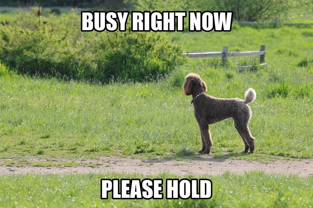 funny animal meme - busy right now please hold
