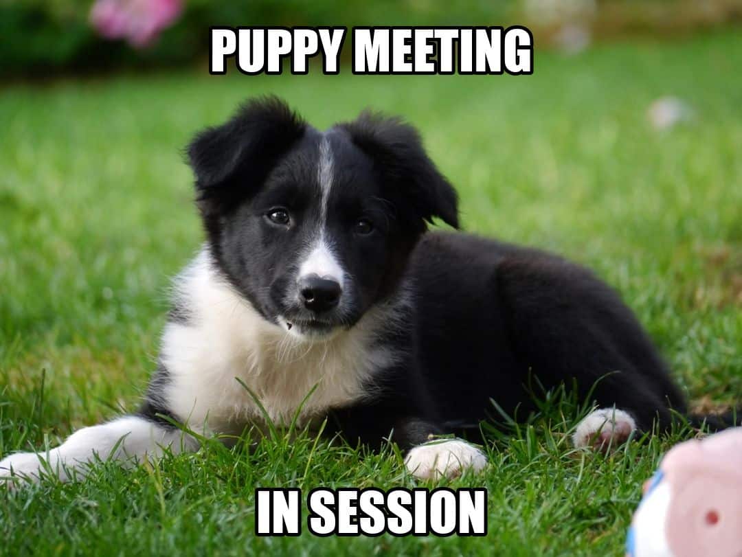 funny dog meme - puppy meeting in session