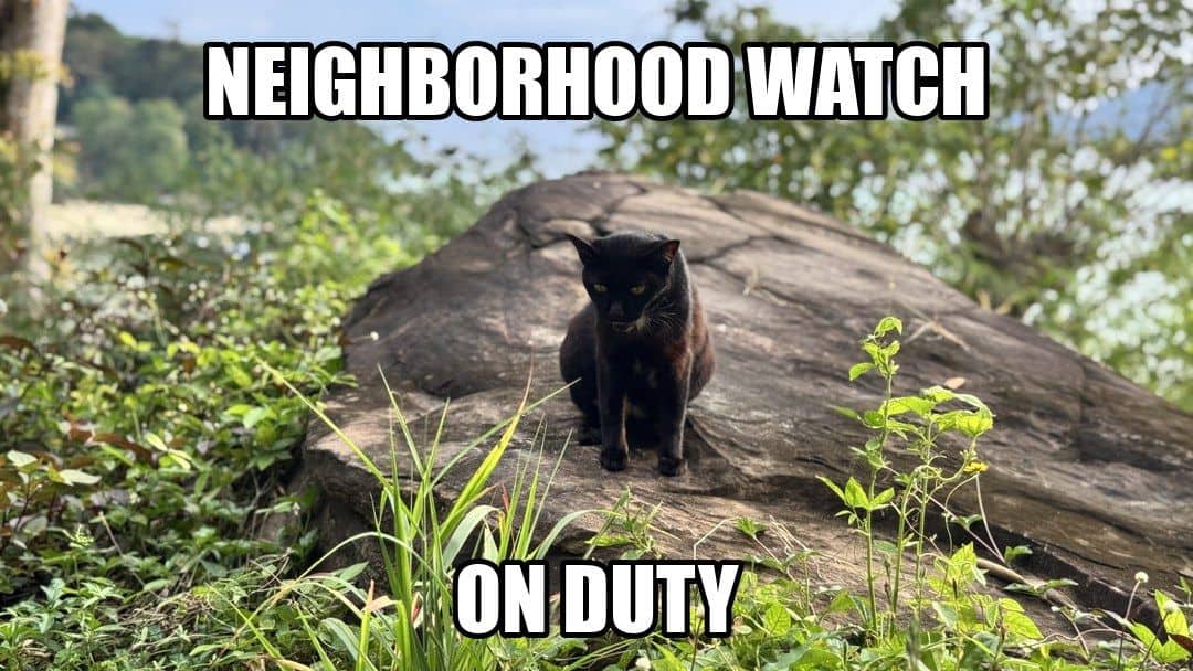 funny animal meme - neighborhood watch on duty