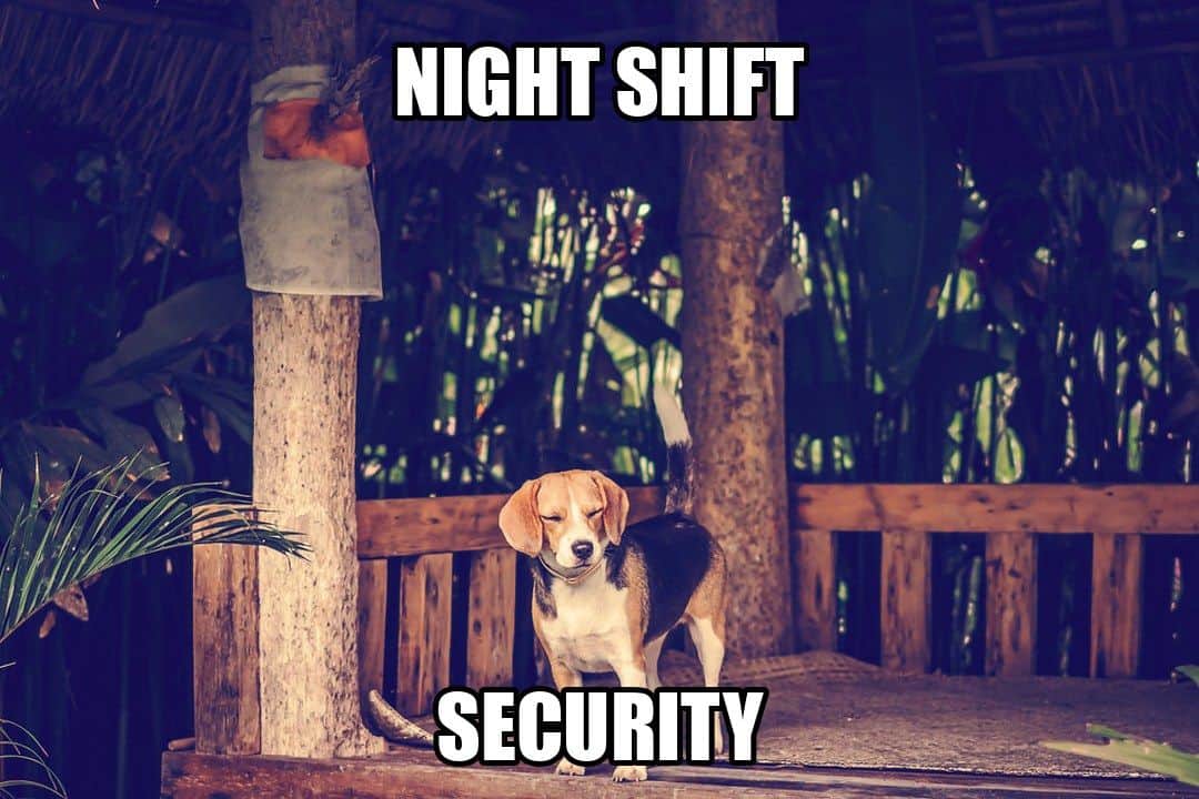 funny animal meme - night shift security