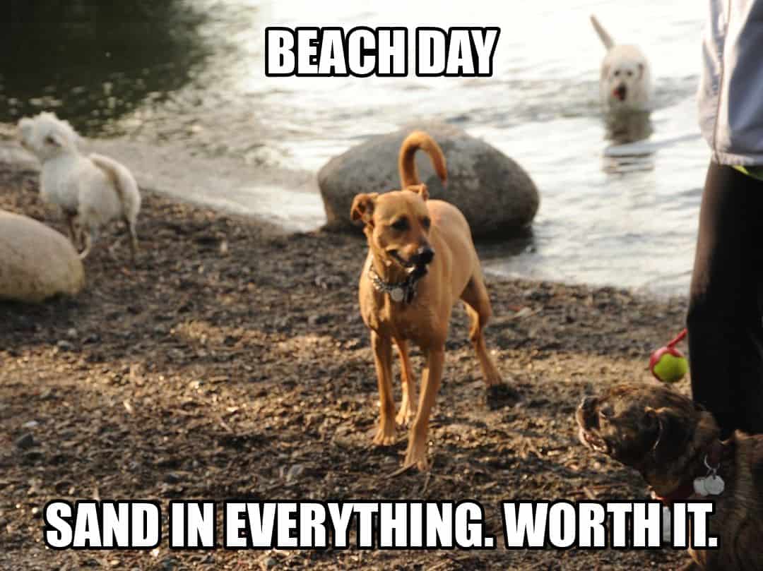 funny dog meme - beach day sand in everything