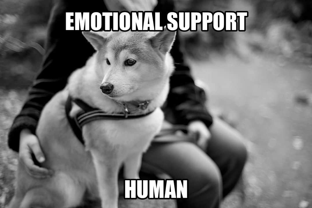 funny animal meme - emotional support human
