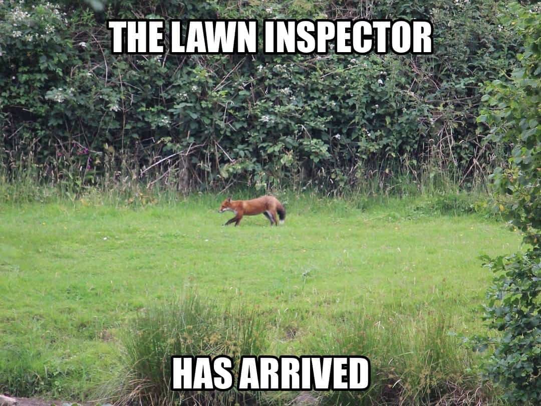 funny animal meme - the lawn inspector has arrived