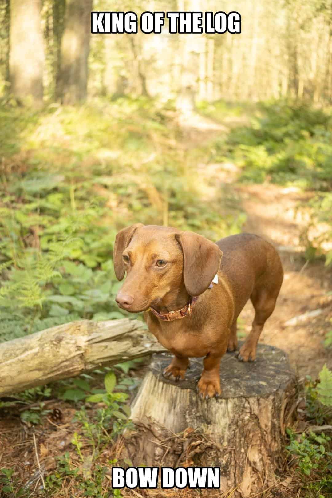 funny animal meme - king of the log