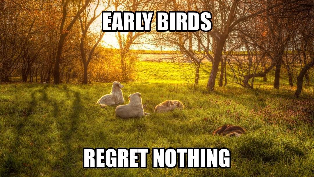 funny animal meme - early birds regret nothing