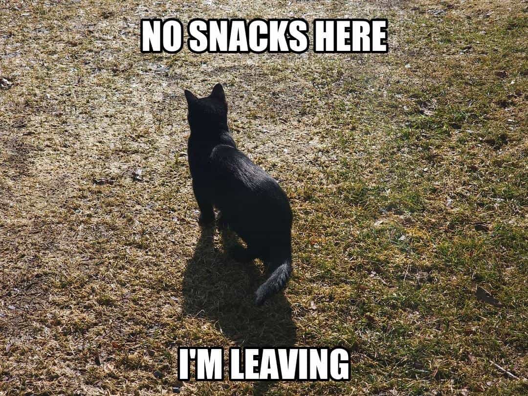 funny animal meme - no snacks here i'm leaving