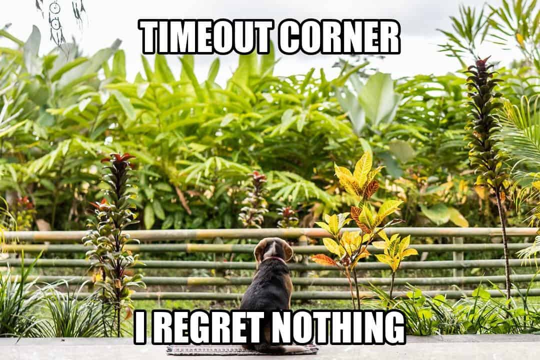 funny dog meme - timeout corner i regret nothing