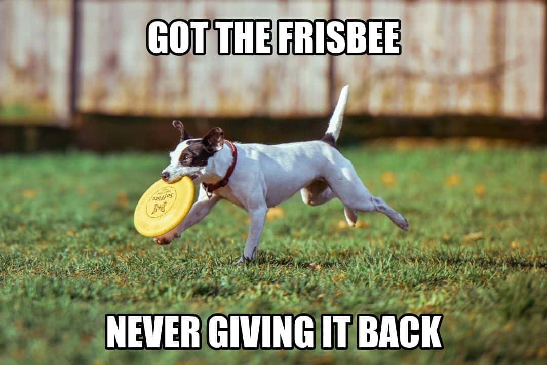 funny dog meme - got the frisbee never giving it back