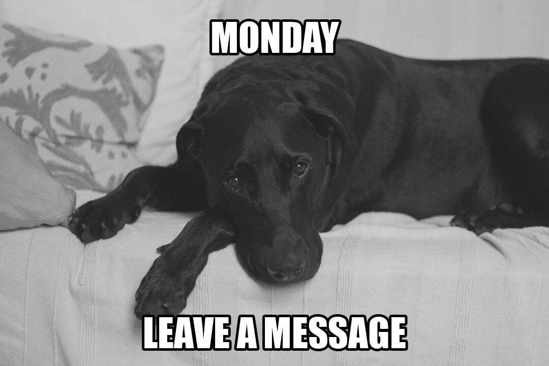 funny dog meme - monday leave a message