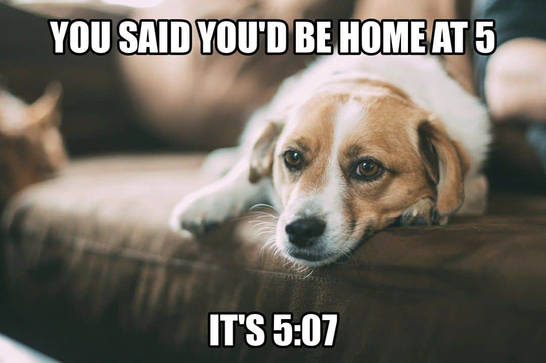 funny dog meme - you said you'd be home at 5