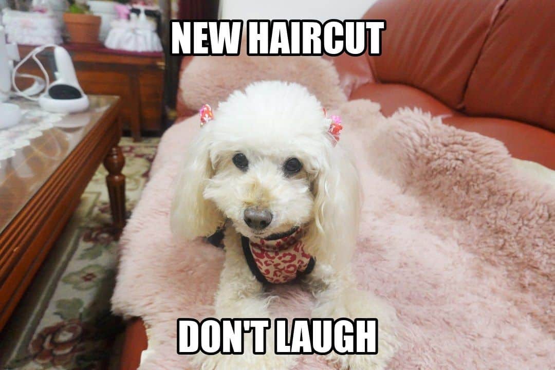 funny dog meme - new haircut don't laugh
