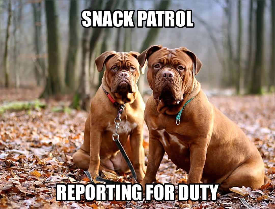 funny dog meme - snack patrol reporting for duty
