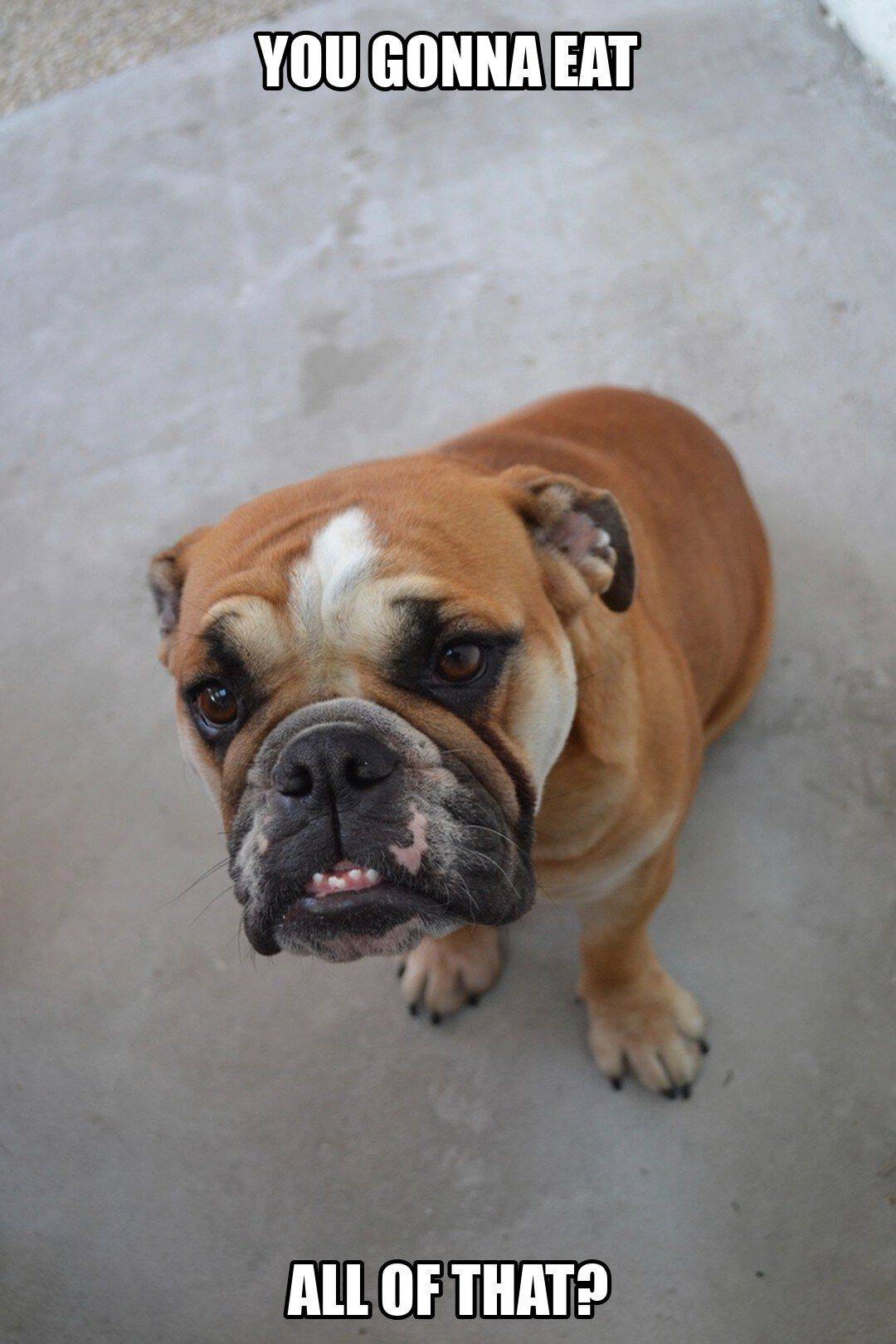 funny dog meme - you gonna eat all of that