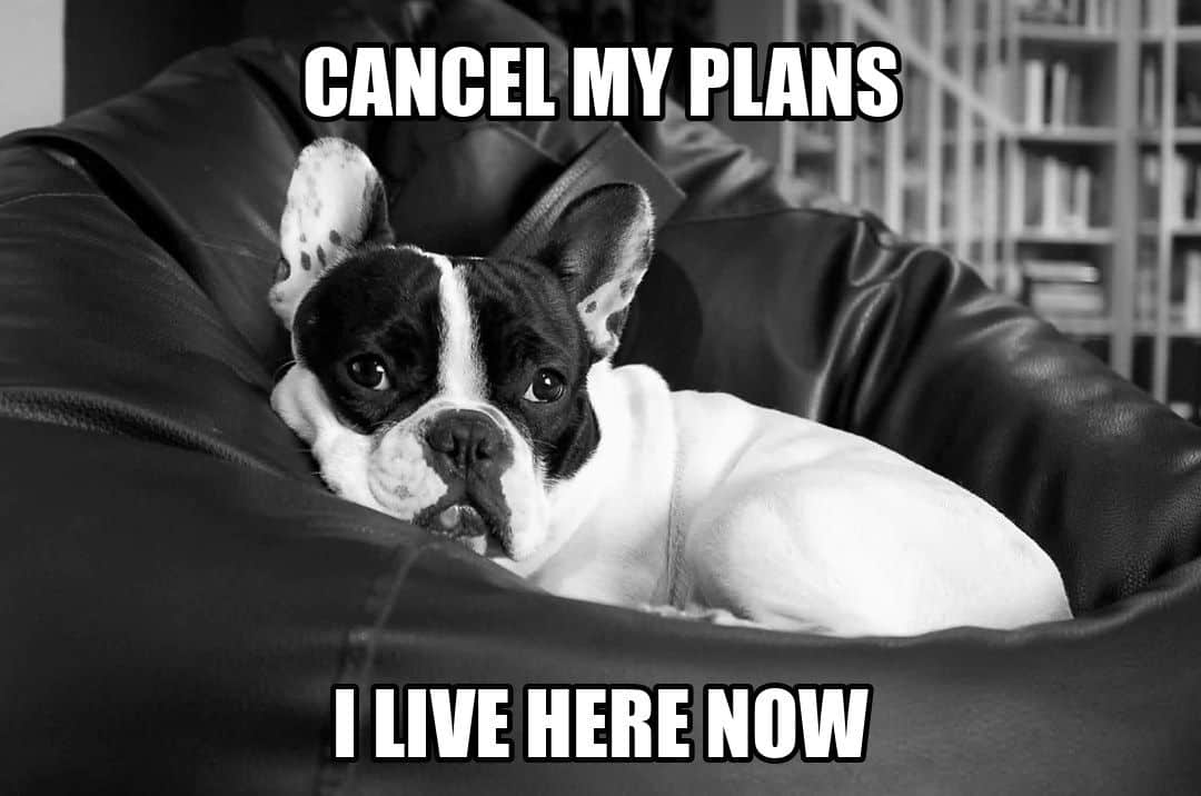 funny dog meme - cancel my plans i live here now