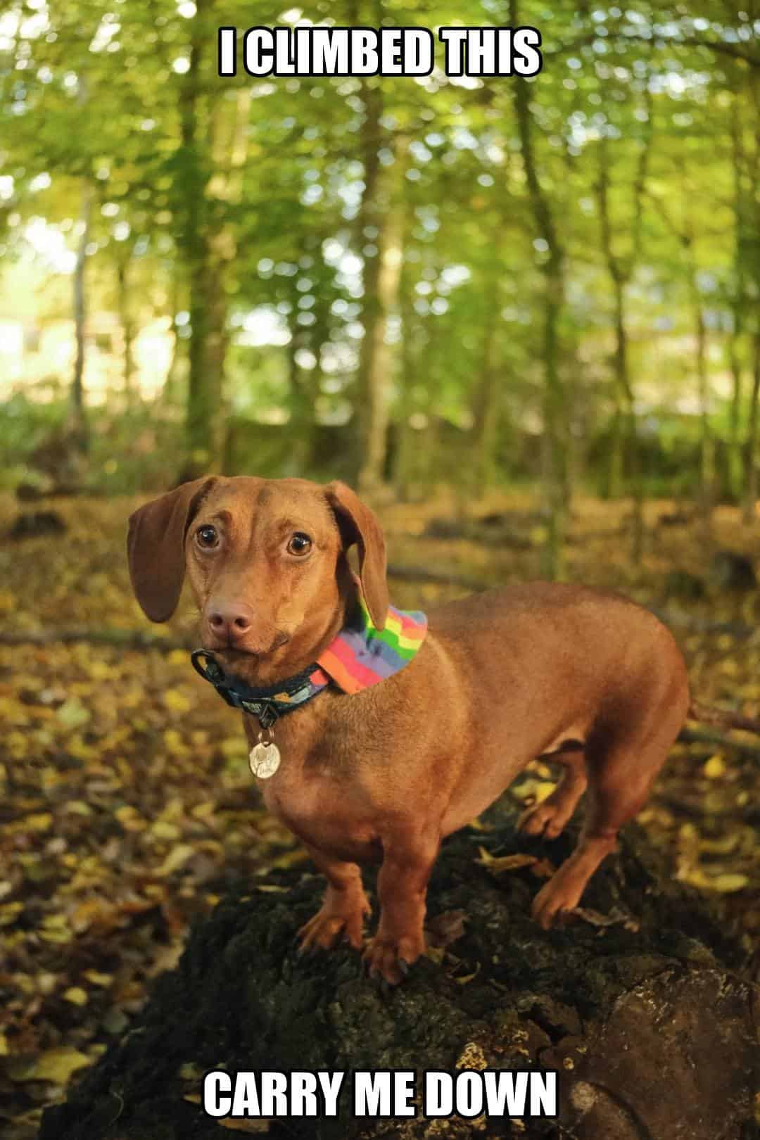 funny dog meme - i climbed this carry me down