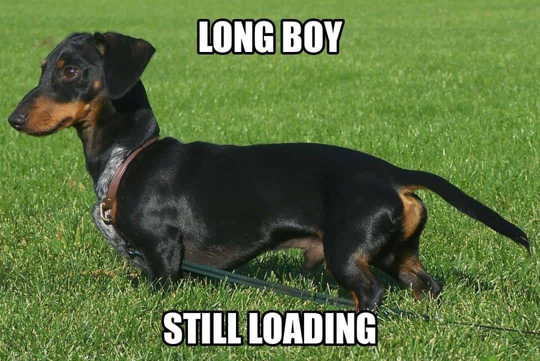 funny dog meme - long boy still loading