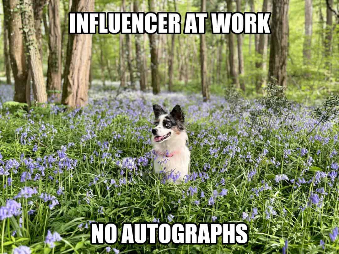 funny dog meme - influencer at work no autographs