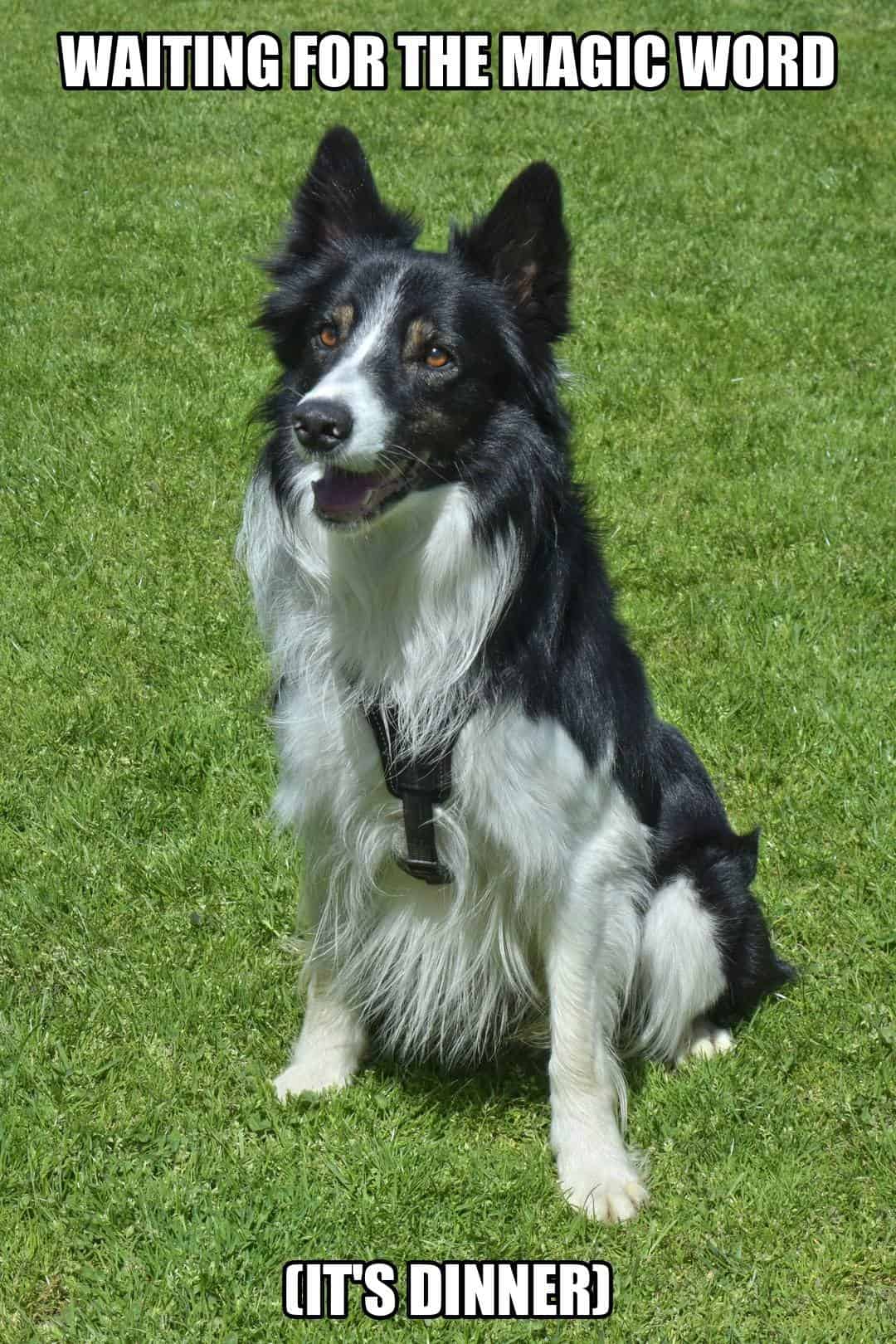 funny dog meme - waiting for the magic word dinner