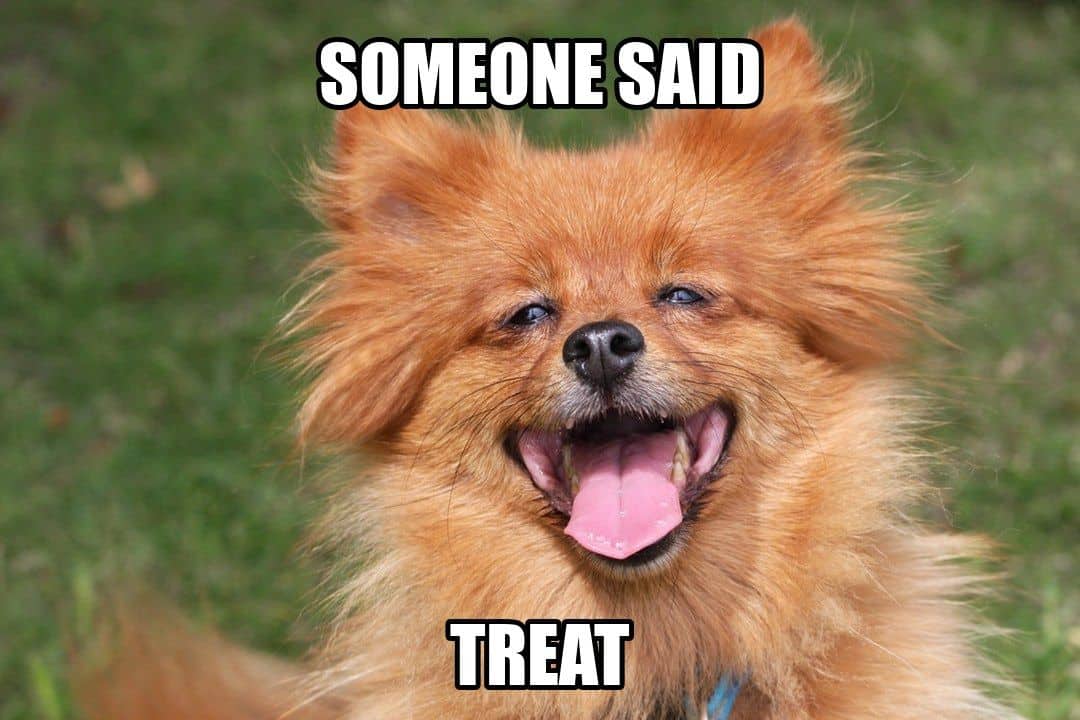 funny dog meme - someone said treat