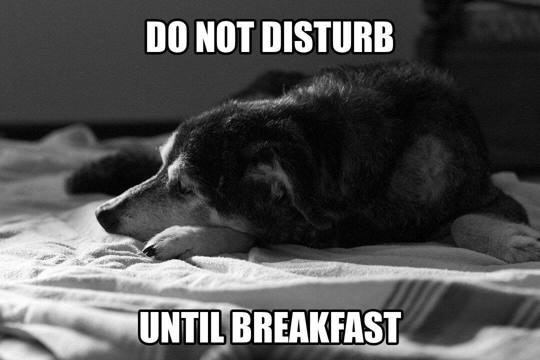 funny dog meme - do not disturb until breakfast