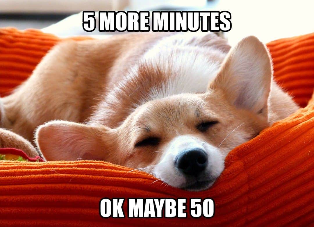 funny dog meme - 5 more minutes ok maybe 50