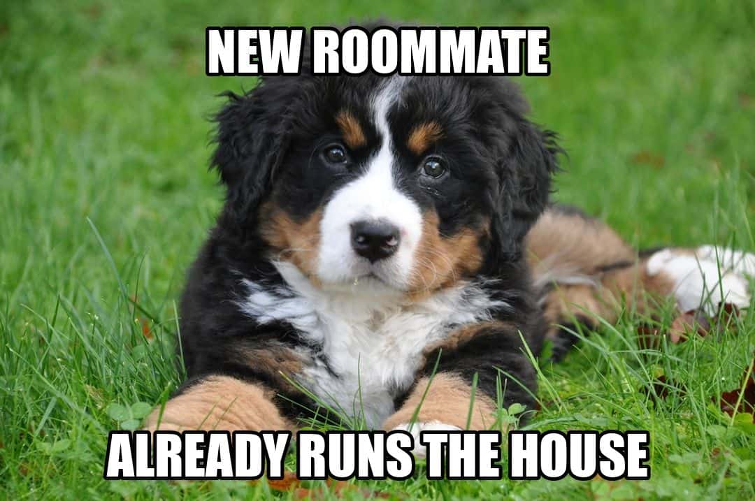 funny dog meme - new roommate already runs the house