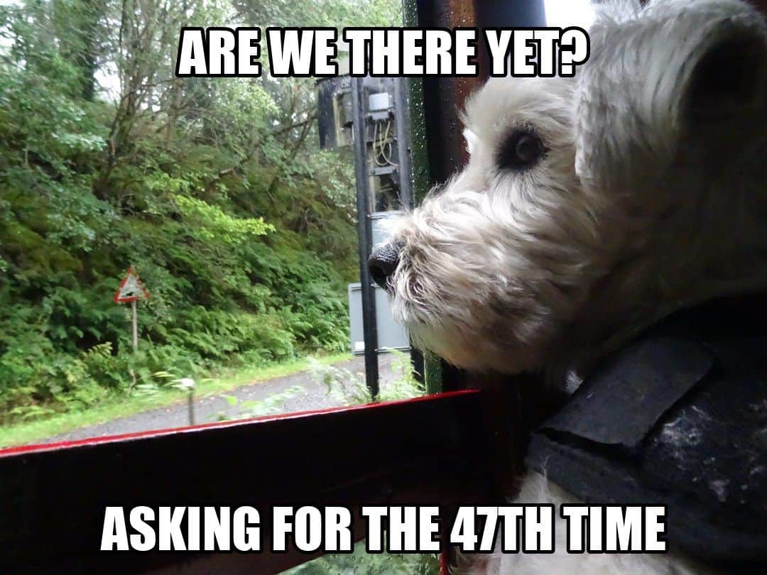 funny dog meme - are we there yet