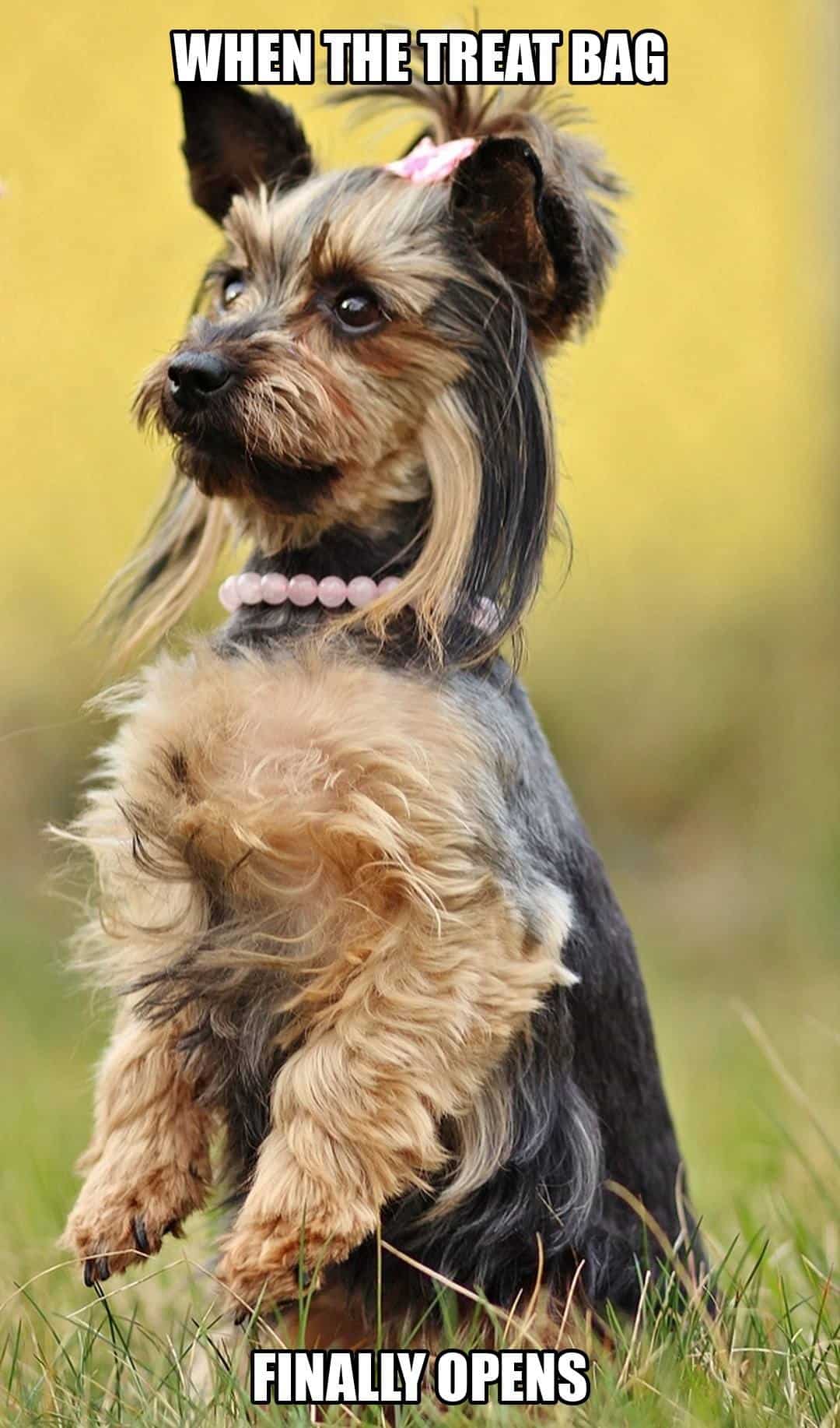 funny dog meme - when the treat bag finally opens
