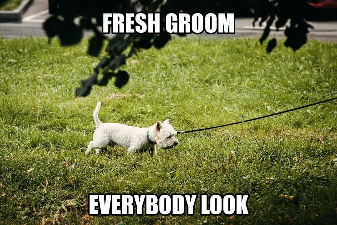 funny dog meme - fresh groom everybody look