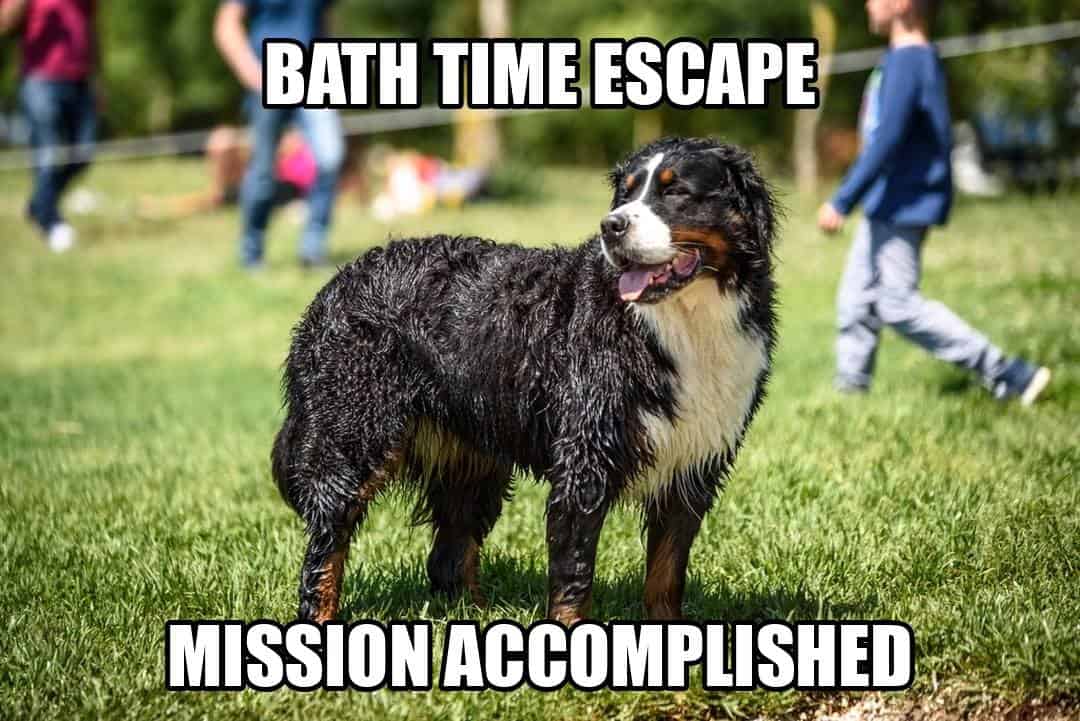 funny dog meme - bath time escape mission accomplished