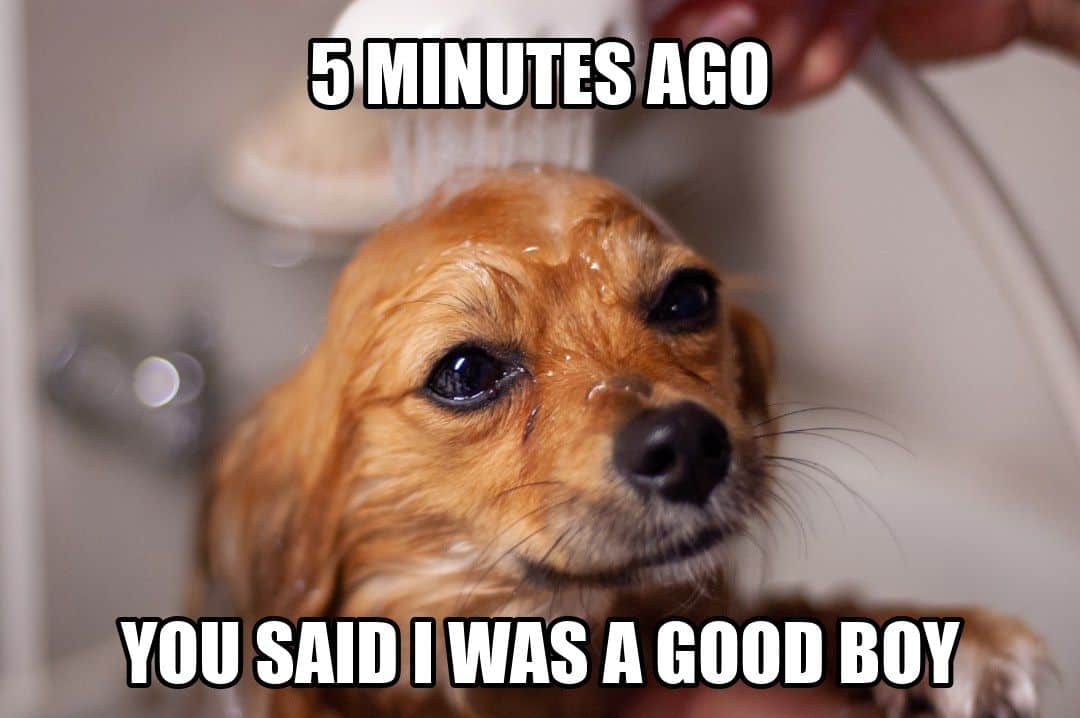 funny dog meme - you said i was a good boy bath